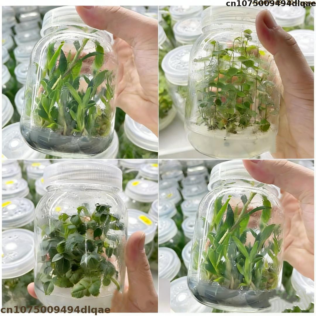 ผงวุ้นเพาะเลี้ยงเนื้อเยื่อพืช  - Agar Tissue Culture บทวิจารณ์และราคา